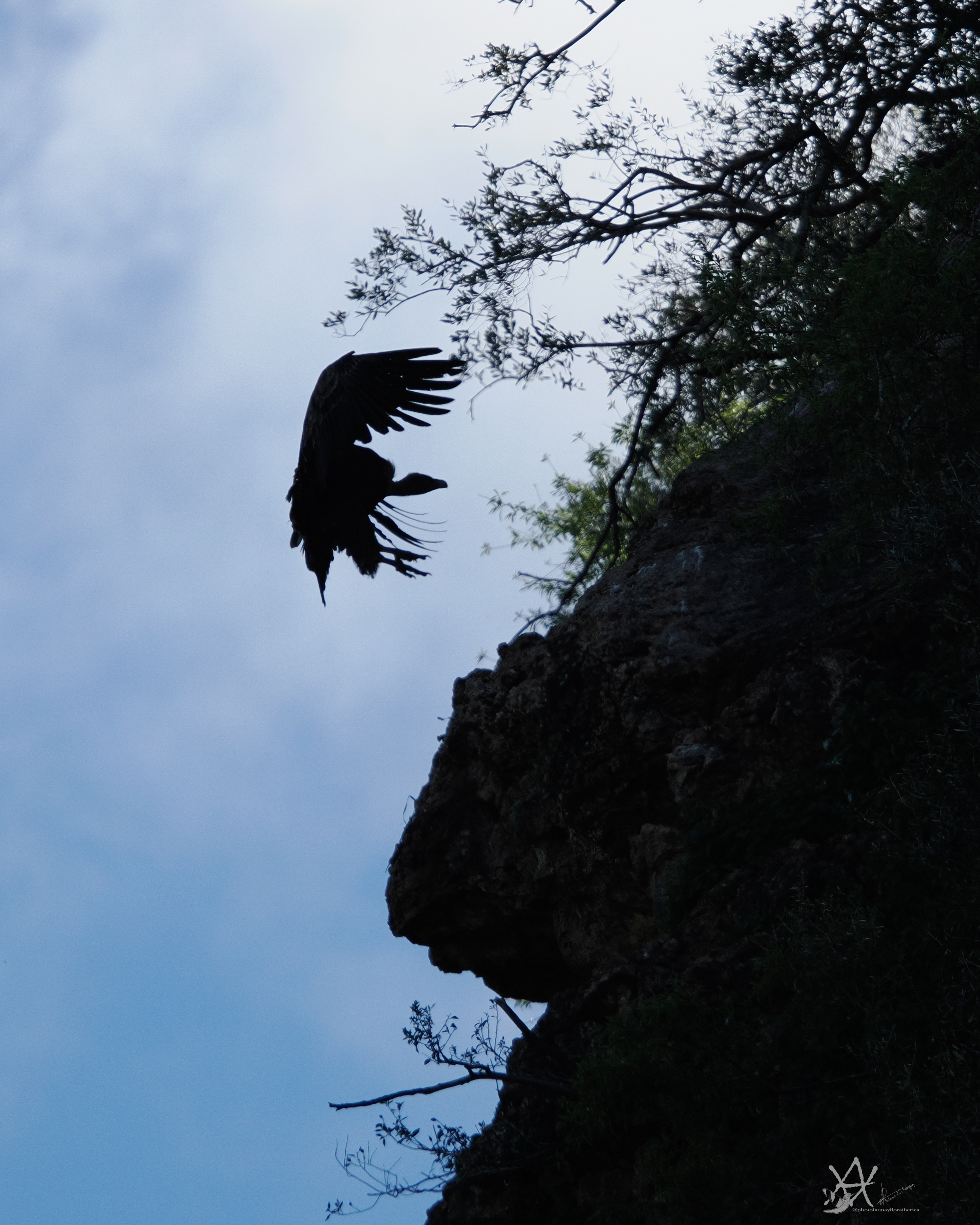 Despegue de un buitre leonado