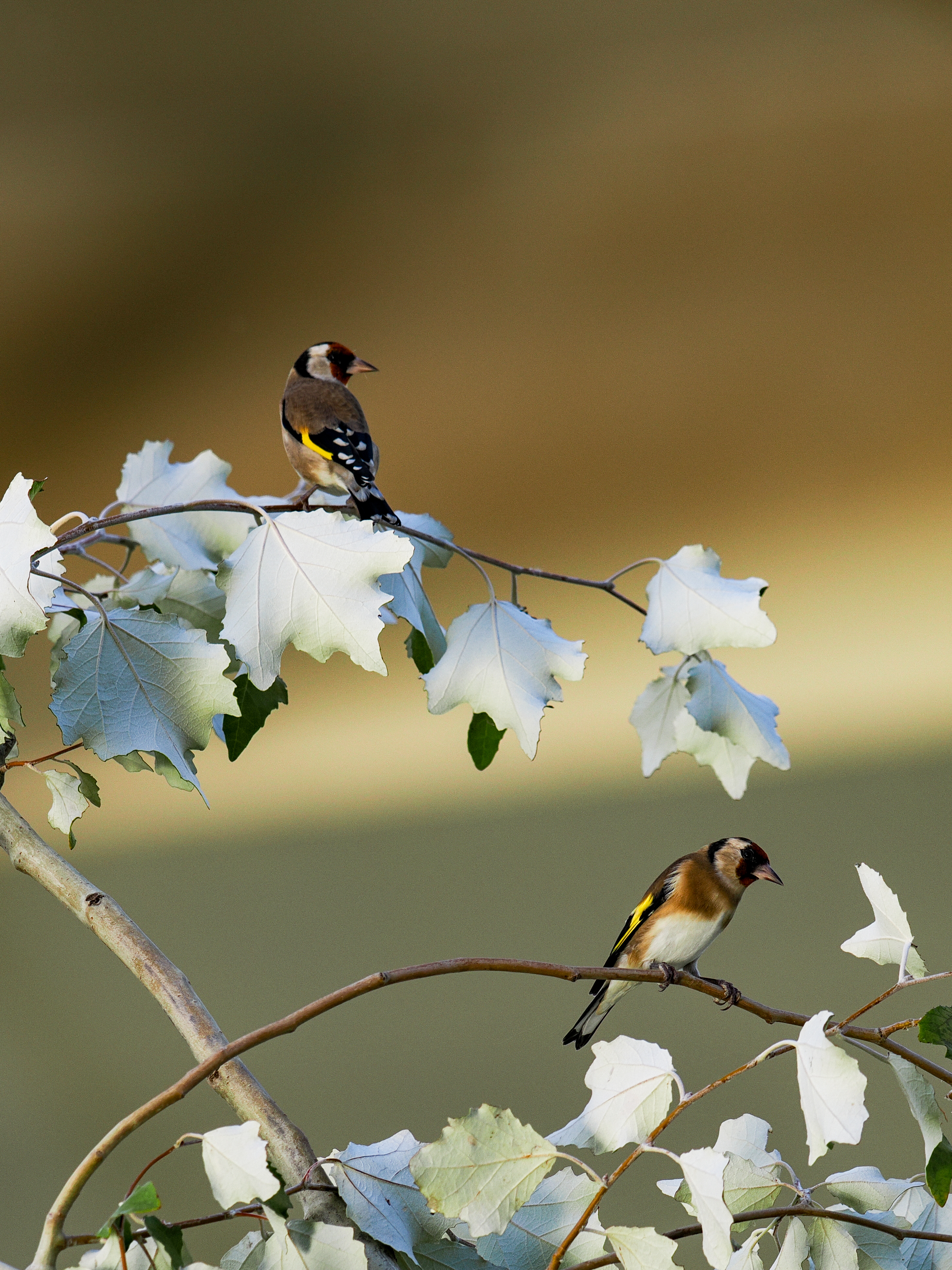 JILGUEROS SOBRE RAMA