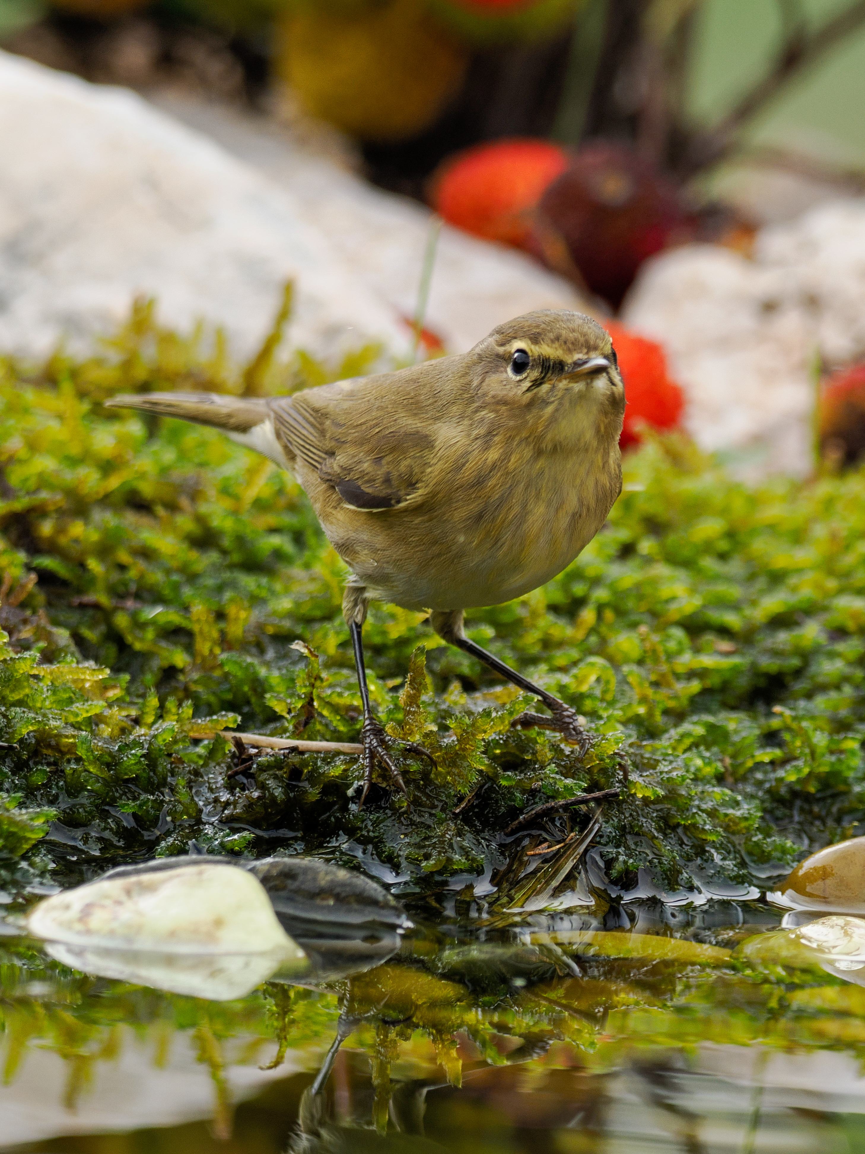 MOSQUITERO SOBRE MUSGO Y AGUA